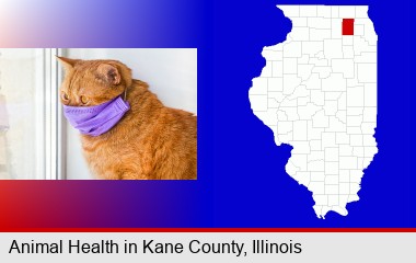 red cat wearing a purple medical mask; Kane County highlighted in red on a map