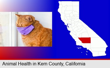 red cat wearing a purple medical mask; Kern County highlighted in red on a map