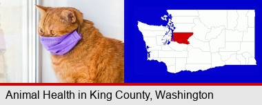 red cat wearing a purple medical mask; King County highlighted in red on a map