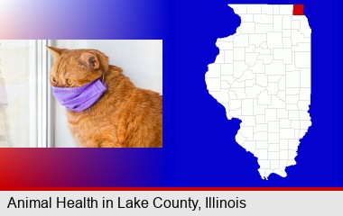 red cat wearing a purple medical mask; LaSalle County highlighted in red on a map