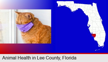 red cat wearing a purple medical mask; Lee County highlighted in red on a map