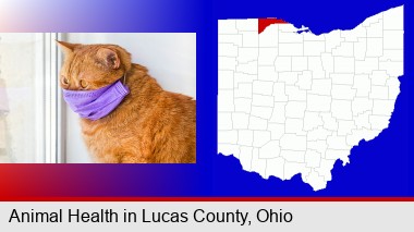 red cat wearing a purple medical mask; Lucas County highlighted in red on a map