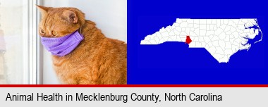 red cat wearing a purple medical mask; Mecklenburg County highlighted in red on a map