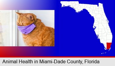 red cat wearing a purple medical mask; Miami-Dade County highlighted in red on a map