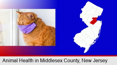 red cat wearing a purple medical mask; Middlesex County highlighted in red on a map