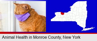 red cat wearing a purple medical mask; Monroe County highlighted in red on a map