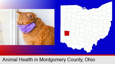 red cat wearing a purple medical mask; Montgomery County highlighted in red on a map