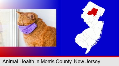 red cat wearing a purple medical mask; Morris County highlighted in red on a map