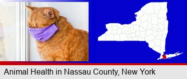 red cat wearing a purple medical mask; Nassau County highlighted in red on a map