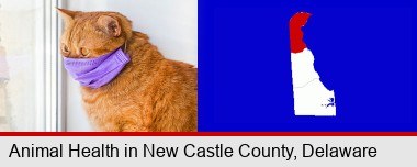red cat wearing a purple medical mask; New Castle County highlighted in red on a map