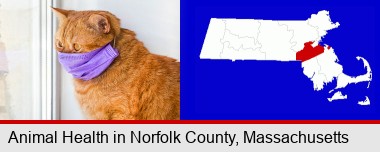 red cat wearing a purple medical mask; Norfolk County highlighted in red on a map
