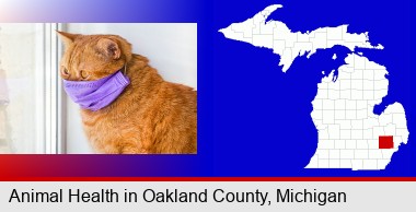 red cat wearing a purple medical mask; Oakland County highlighted in red on a map