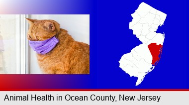 red cat wearing a purple medical mask; Ocean County highlighted in red on a map