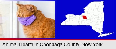 red cat wearing a purple medical mask; Onondaga County highlighted in red on a map