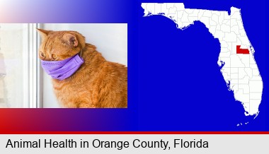 red cat wearing a purple medical mask; Orange County highlighted in red on a map