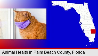 red cat wearing a purple medical mask; Palm Beach County highlighted in red on a map