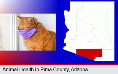 red cat wearing a purple medical mask; Pima County highlighted in red on a map