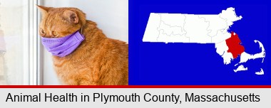 red cat wearing a purple medical mask; Plymouth County highlighted in red on a map
