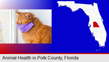 red cat wearing a purple medical mask; Polk County highlighted in red on a map