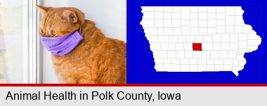 red cat wearing a purple medical mask; Polk County highlighted in red on a map