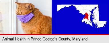 red cat wearing a purple medical mask; Prince George's County highlighted in red on a map