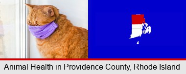 red cat wearing a purple medical mask; Providence County highlighted in red on a map