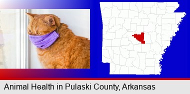 red cat wearing a purple medical mask; Pulaski County highlighted in red on a map