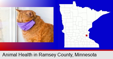 red cat wearing a purple medical mask; Ramsey County highlighted in red on a map