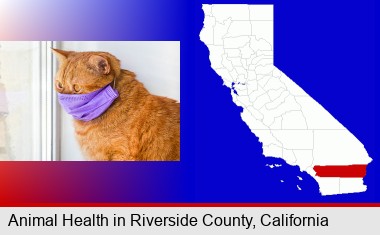 red cat wearing a purple medical mask; Riverside County highlighted in red on a map