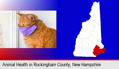 red cat wearing a purple medical mask; Rockingham County highlighted in red on a map