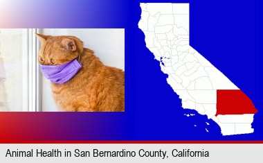 red cat wearing a purple medical mask; San Bernardino County highlighted in red on a map