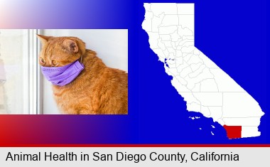red cat wearing a purple medical mask; San Diego County highlighted in red on a map