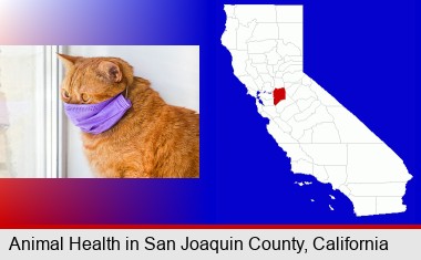 red cat wearing a purple medical mask; San Joaquin County highlighted in red on a map