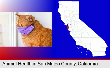 red cat wearing a purple medical mask; San Mateo County highlighted in red on a map