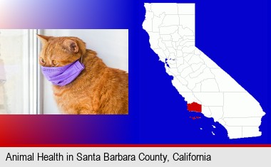 red cat wearing a purple medical mask; Santa Barbara County highlighted in red on a map