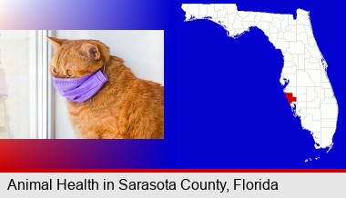 red cat wearing a purple medical mask; Sarasota County highlighted in red on a map
