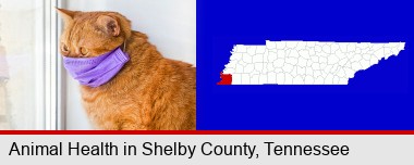 red cat wearing a purple medical mask; Shelby County highlighted in red on a map