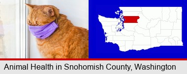 red cat wearing a purple medical mask; Snohomish County highlighted in red on a map