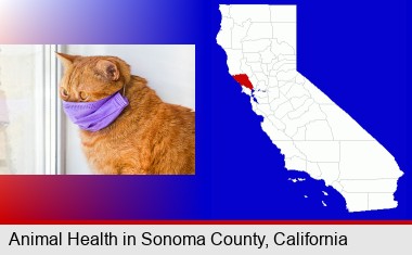 red cat wearing a purple medical mask; Sonoma County highlighted in red on a map