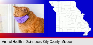 red cat wearing a purple medical mask; St Louis City highlighted in red on a map