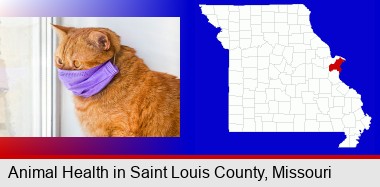 red cat wearing a purple medical mask; St Francois County highlighted in red on a map