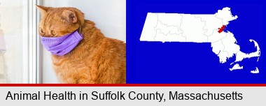 red cat wearing a purple medical mask; Suffolk County highlighted in red on a map