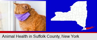 red cat wearing a purple medical mask; Suffolk County highlighted in red on a map