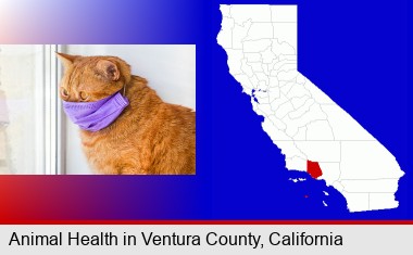 red cat wearing a purple medical mask; Ventura County highlighted in red on a map
