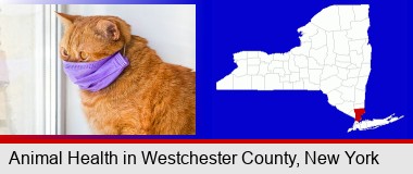 red cat wearing a purple medical mask; Westchester County highlighted in red on a map