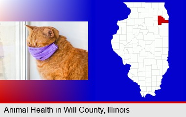 red cat wearing a purple medical mask; Will County highlighted in red on a map