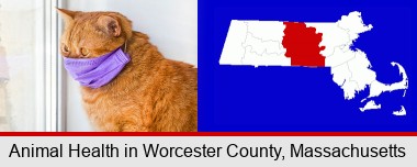 red cat wearing a purple medical mask; Worcester County highlighted in red on a map